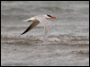 caspian_tern_169975
