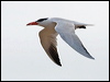 caspian_tern_169988