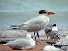caspian_tern_40107