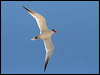 caspian_tern_42025