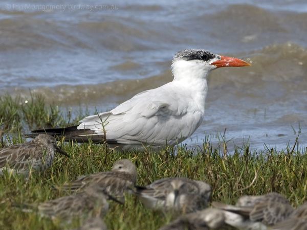 Caspian Tern caspian_tern_113878.psd