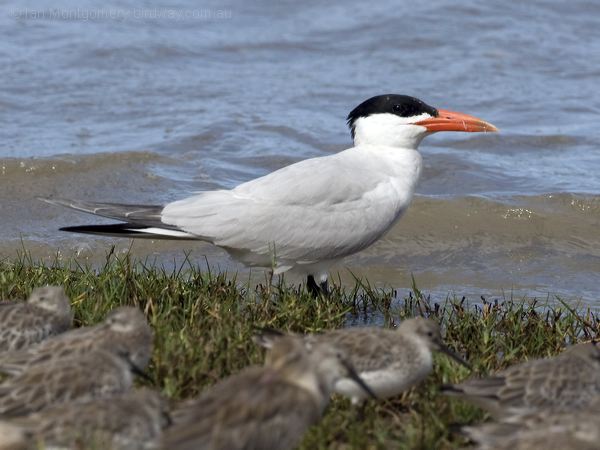 Caspian Tern caspian_tern_113879.psd