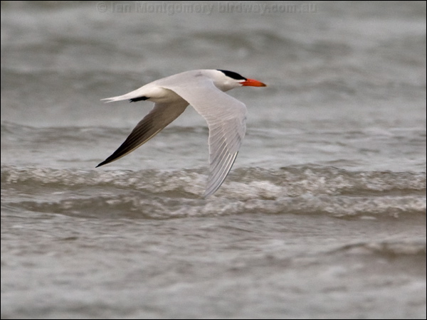 Caspian Tern caspian_tern_169975.psd