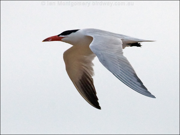 Caspian Tern caspian_tern_169988.psd