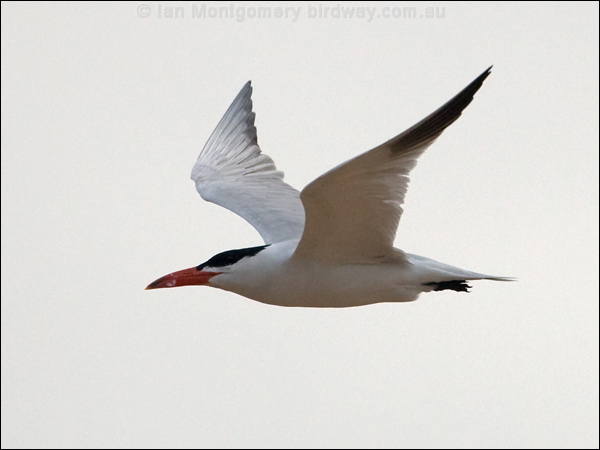 Caspian Tern caspian_tern_169990.psd