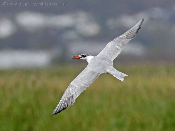 Caspian Tern caspian_tern_303757.psd