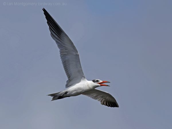 Caspian Tern caspian_tern_303981.psd