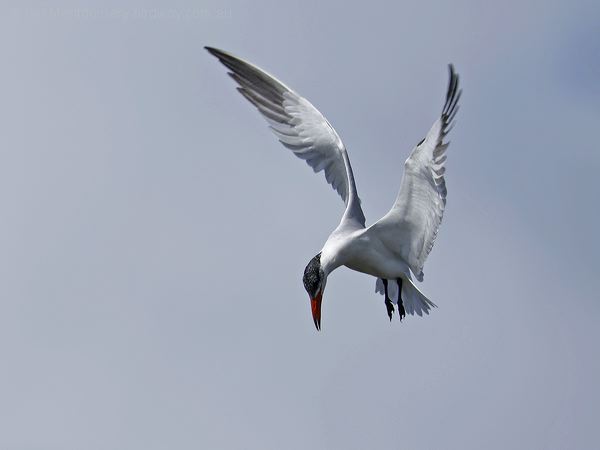 Caspian Tern caspian_tern_304371.psd