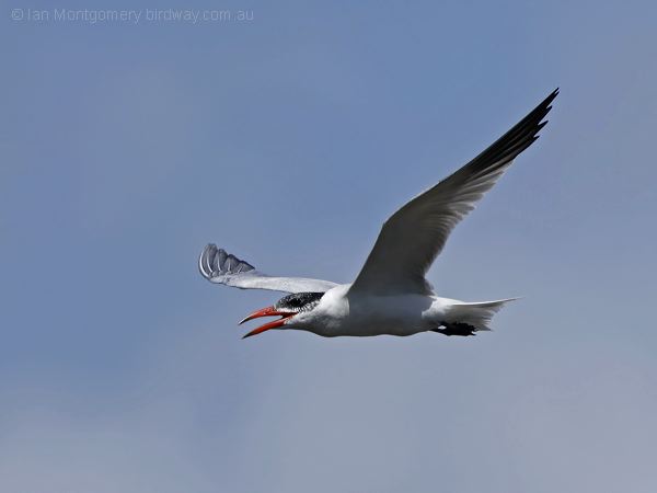 Caspian Tern caspian_tern_306078.psd