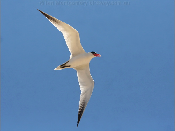 Caspian Tern caspian_tern_42025.psd
