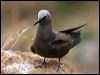 common_noddy_141182