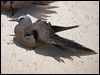common_noddy_153721