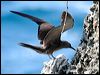 common_noddy_39367