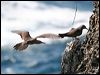 common_noddy_39370