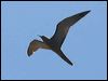 common_noddy_40133