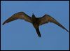 common_noddy_45094