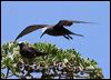 common_noddy_45113