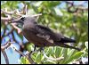 common_noddy_45125