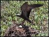 common_noddy_45322