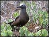 common_noddy_45386