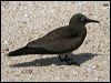 common_noddy_45725