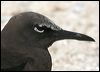 common_noddy_45727