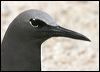 Click here to enter gallery and see photos of Common Noddy