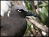 common_noddy_45941