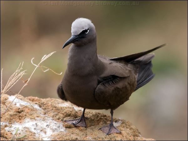Brown (Common) Noddy common_noddy_141182.psd