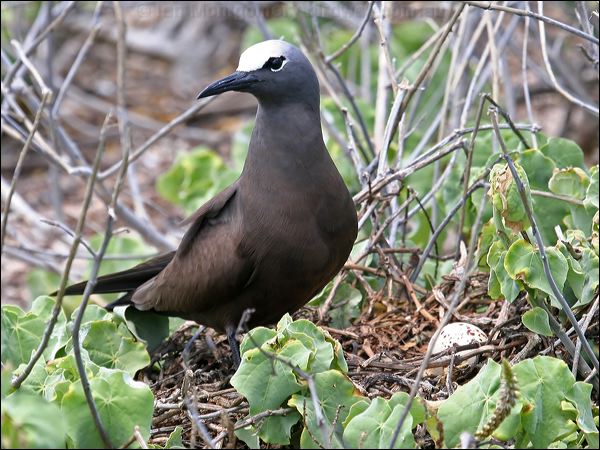 Brown (Common) Noddy common_noddy_45386.psd