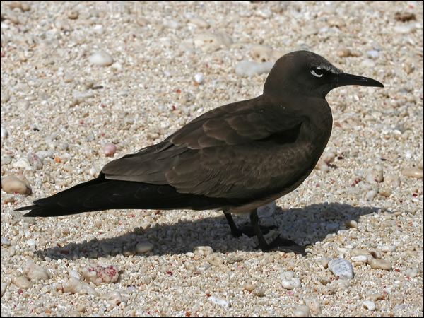 Brown (Common) Noddy common_noddy_45725.psd