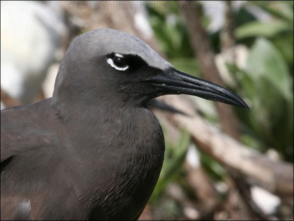 Brown (Common) Noddy common_noddy_45941.psd