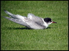 common_tern_06093