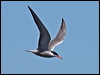 common_tern_144935