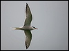 common_tern_170070