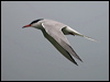 Click here to enter gallery and see photos of Common Tern