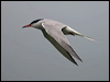 common_tern_170074