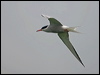 common_tern_170117