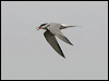 common_tern_52114