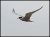 common_tern_54751