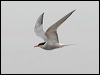 common_tern_55018