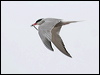 common_tern_55129