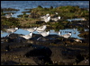 common_tern_98264