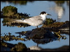 common_tern_98272
