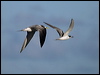 crested_common_tern_98283