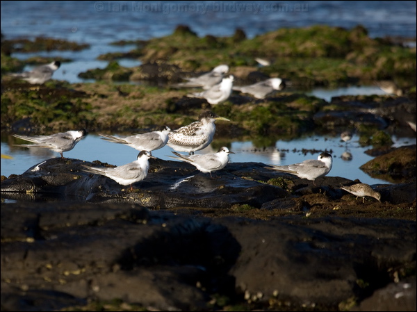 Common Tern common_tern_98264.psd