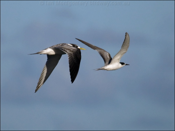 Common Tern crested_common_tern_98283.psd