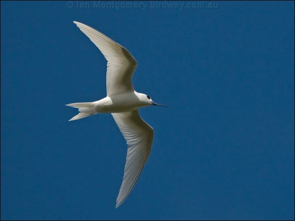 White Tern common_white_tern_140383.psd