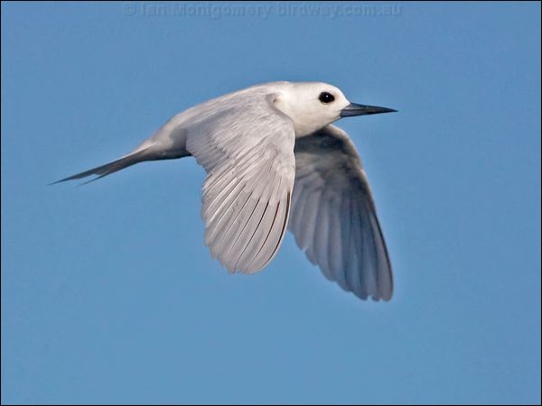White Tern common_white_tern_140515.psd
