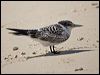 crested_tern_153726